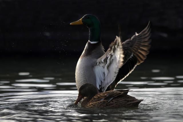 Дикие утки на Дунае